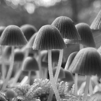 Pilze